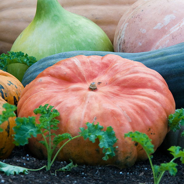 Cinderella Pumpkin