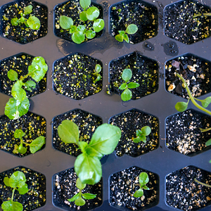 Starting Seeds Indoors