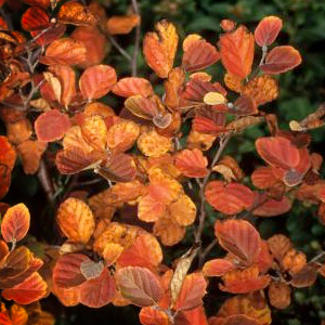 Mount Airy Fothergilla