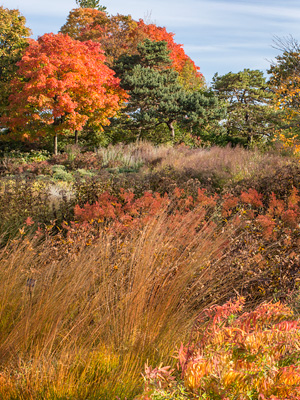 Fall Color at the Garden