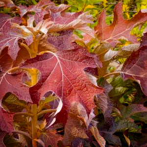 Hydrangea quercifolia