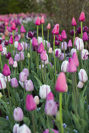 Spring Tulips