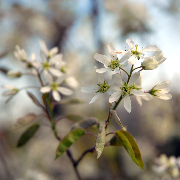 Apple serviceberry