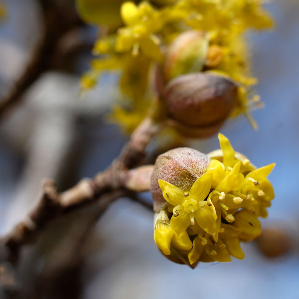 Cornelian cherry dogwood