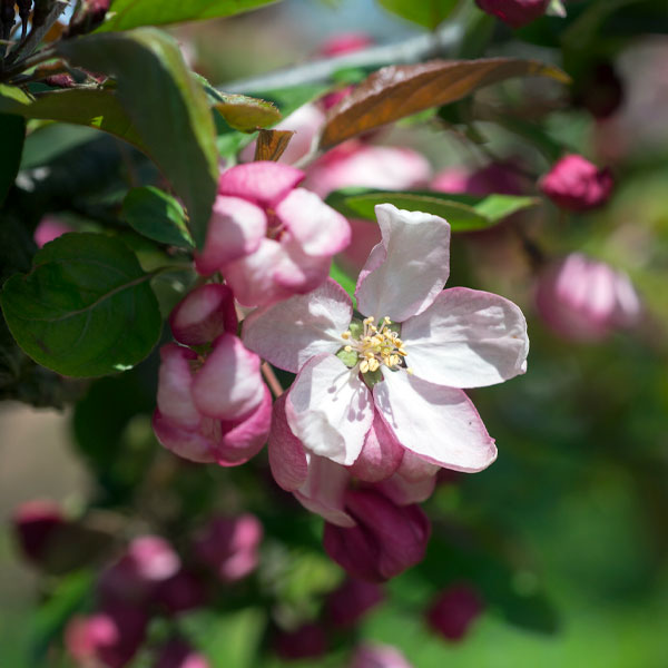 Crabapple