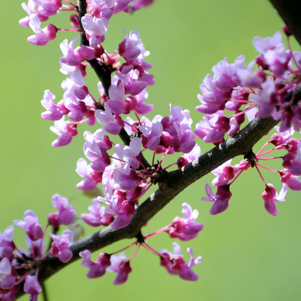 Eastern Redbud