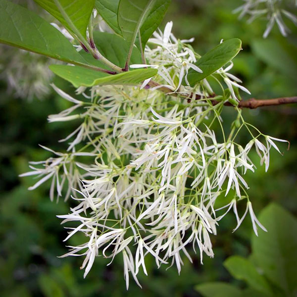 White fringetree