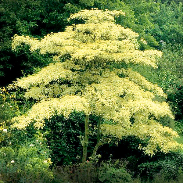 Pagoda dogwood