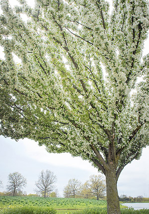 Spring at the Garden