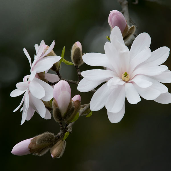 Star Magnolia