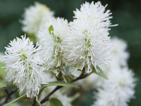 dwarf fothergilla