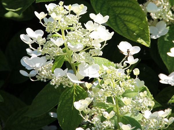 Panicle Hydrangea