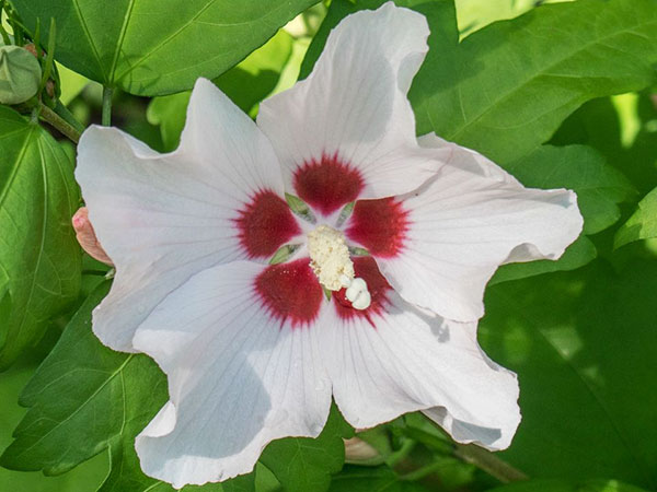 rose of sharon