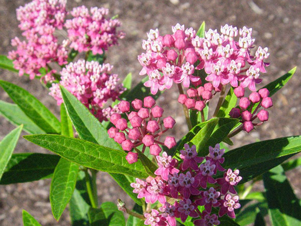 Swamp milkweed