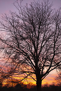 Tree in winter