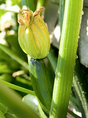 Warm Season Veggies