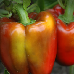 Peppers