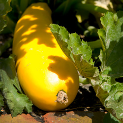 Warm Season Veggies Five Faves To Know And Grow Chicago Botanic Garden