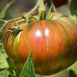 Tomatoes