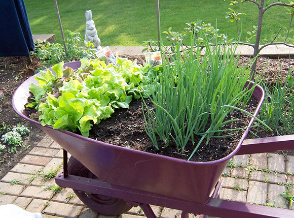 Wheelbarrow planted with lettuces and green onions