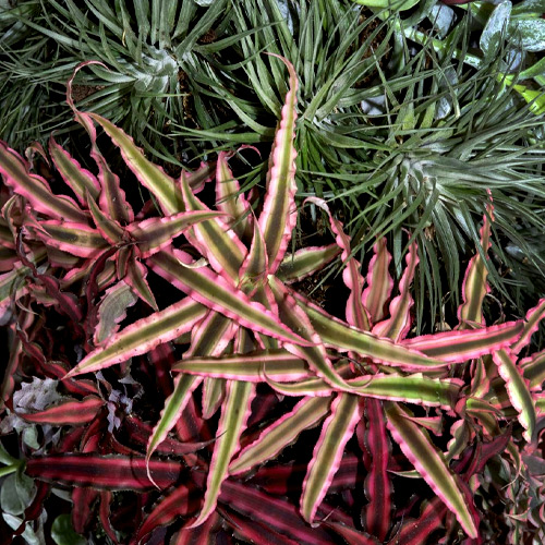 House Plants in Winter