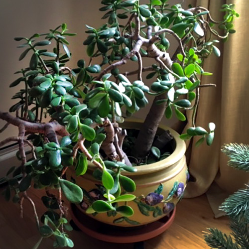 House Plants in Winter