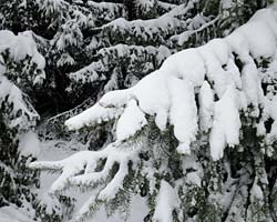 Snow on evergreens