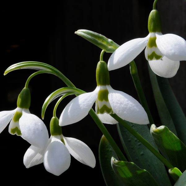 Giant Snowdrop