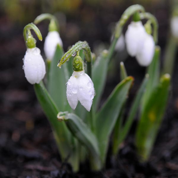 Common Snowdrop