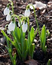 snowdrops