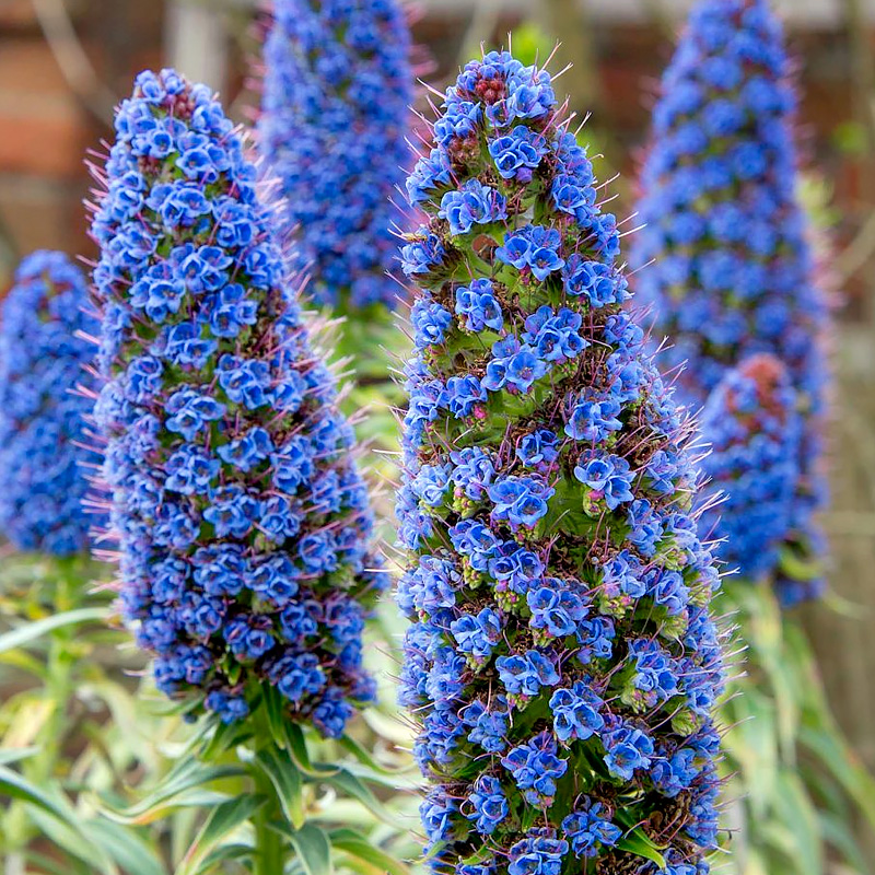 Echium