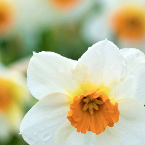 Daffodils at the Garden