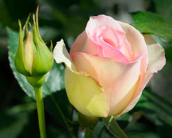 Spring Roses
