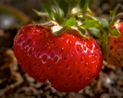 Types of Strawberries