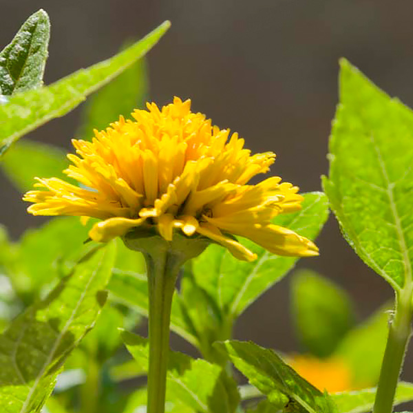 Heliopsis helianthoides var. scabra 'Asahi'