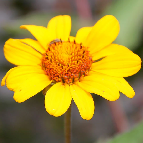 Heliopsis helianthoides var. scabra 'Summer Nights'