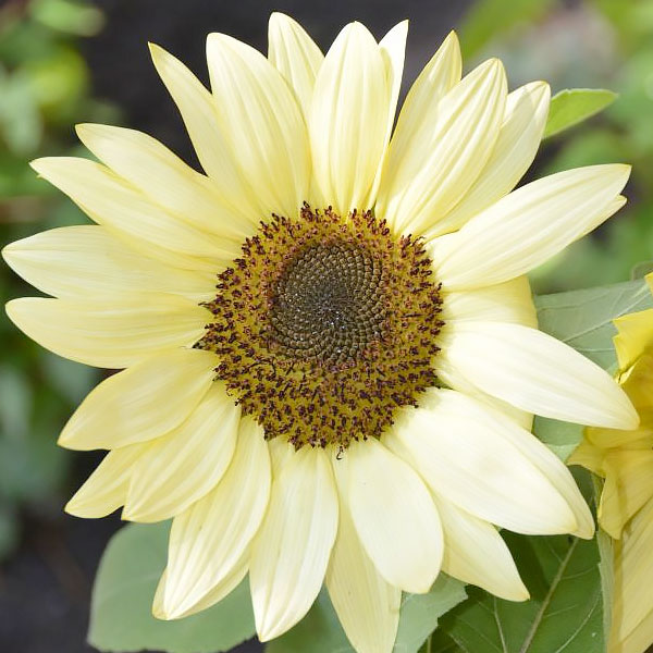 Helianthus annuus 'Buttercream'