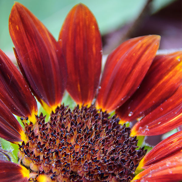 Helianthus annuus 'Chocolate'