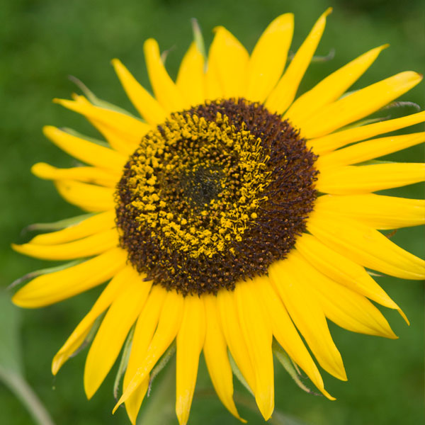 Helianthus annuus 'Waooh'