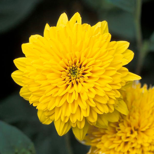 Helianthus x multiflorus 'Flore Pleno'