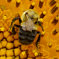 Sunflower with Pollinator