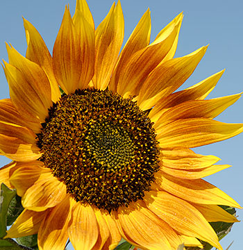 Sunflowers | Chicago Botanic Garden