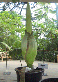 Timelapse of Corpse Flower Bloom