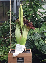 Persephone the titan arum