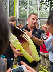 Spike the titan arum