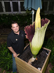 Sprout the titan arum