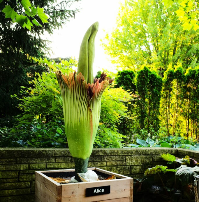 Alice the Amorphophallus is blooming!