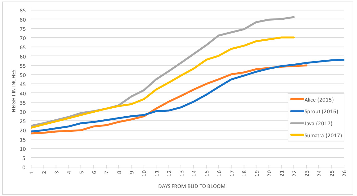 Comparison chart showing growth of the Chicago Botanic Garden's titan arum blooms.