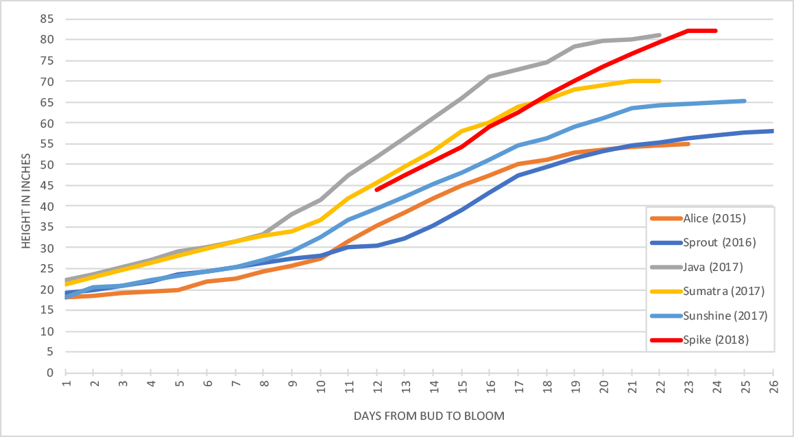 Comparison chart showing growth of the Chicago Botanic Garden's titan arum blooms.