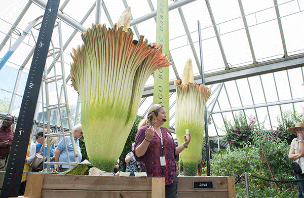 Pati Vitt pollinates our second titan arum bloom, Sumatra